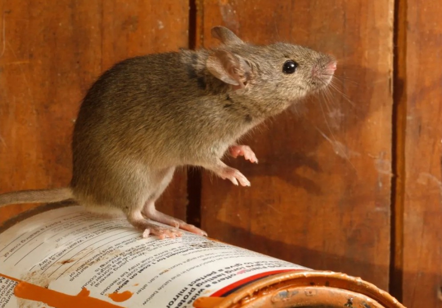 Kako smanjiti štete od miševa?