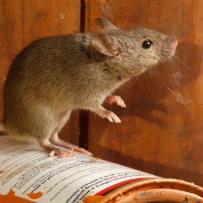 Kako smanjiti štete od miševa?